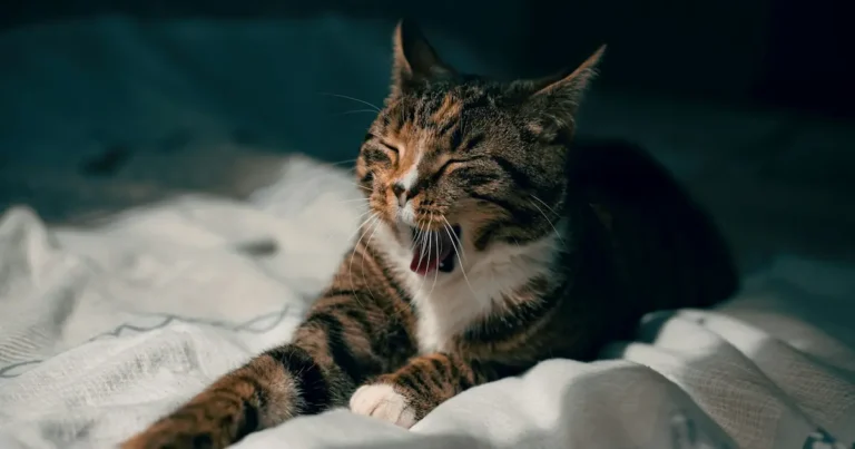cat meowing at night