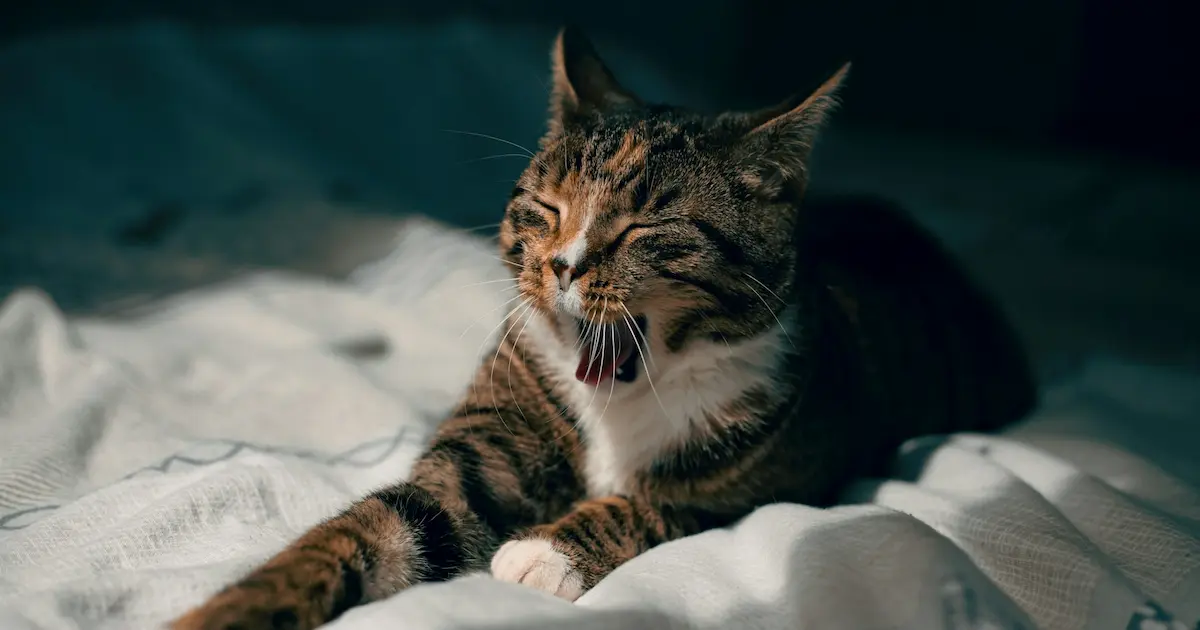cat meowing at night
