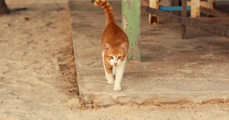 Thai Cat Breed Guide
