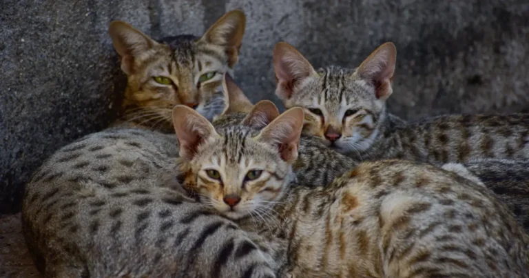 Arabian Mau Cat