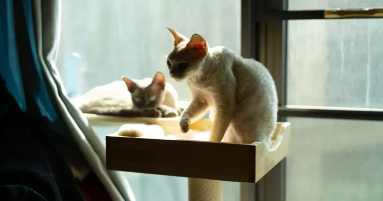 bambino cat