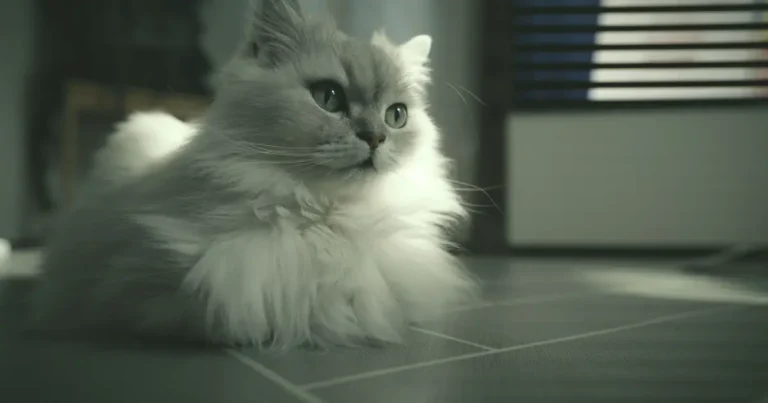 british longhair cat
