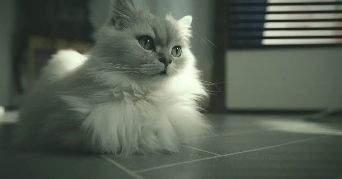 british longhair cat