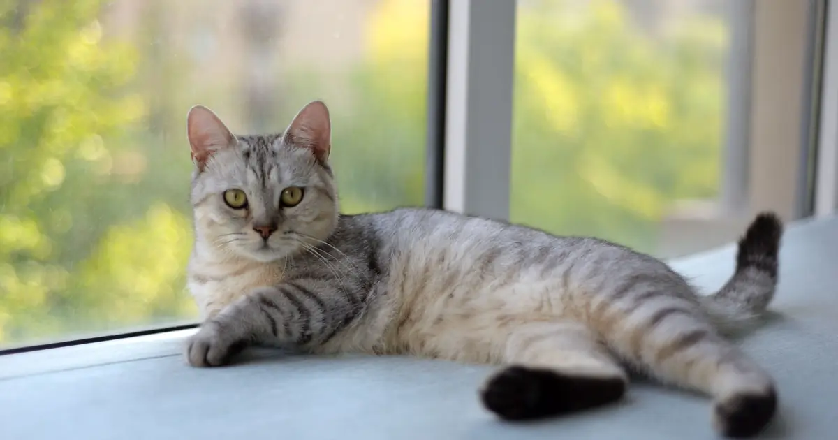 Dragon Li Cat