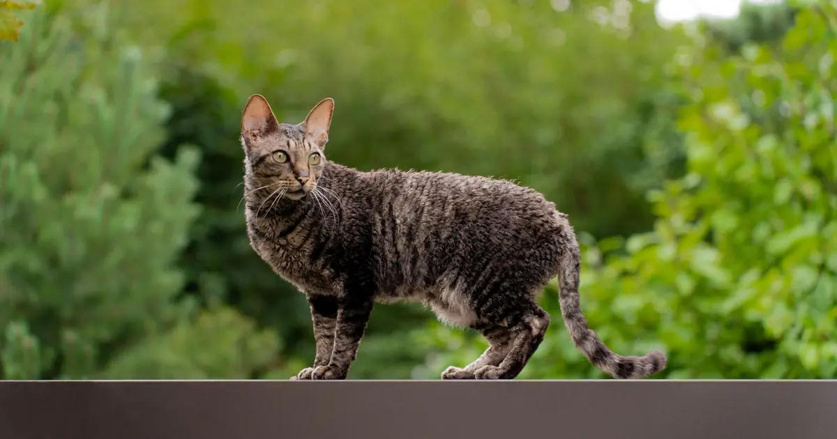 highlander cat