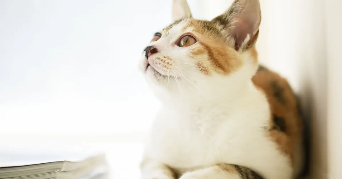 japanese bobtail cat