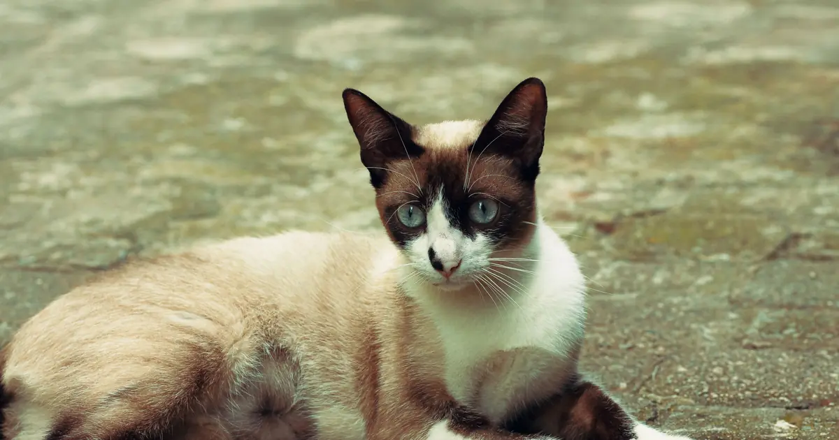 snowshoe cat