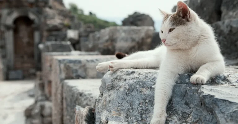 Aegean Cat