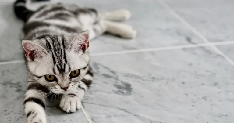 american shorthair cat