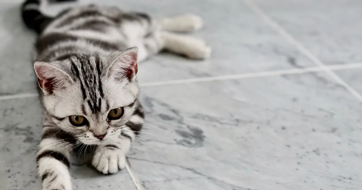 american shorthair cat