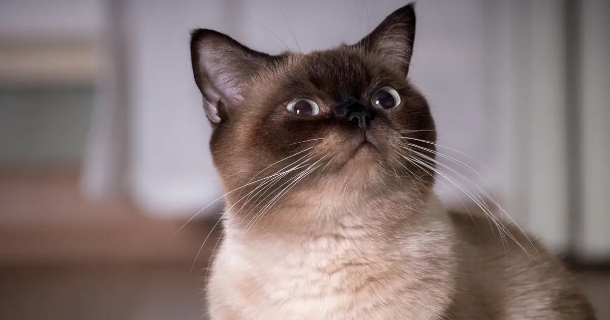 asian cat breed guide