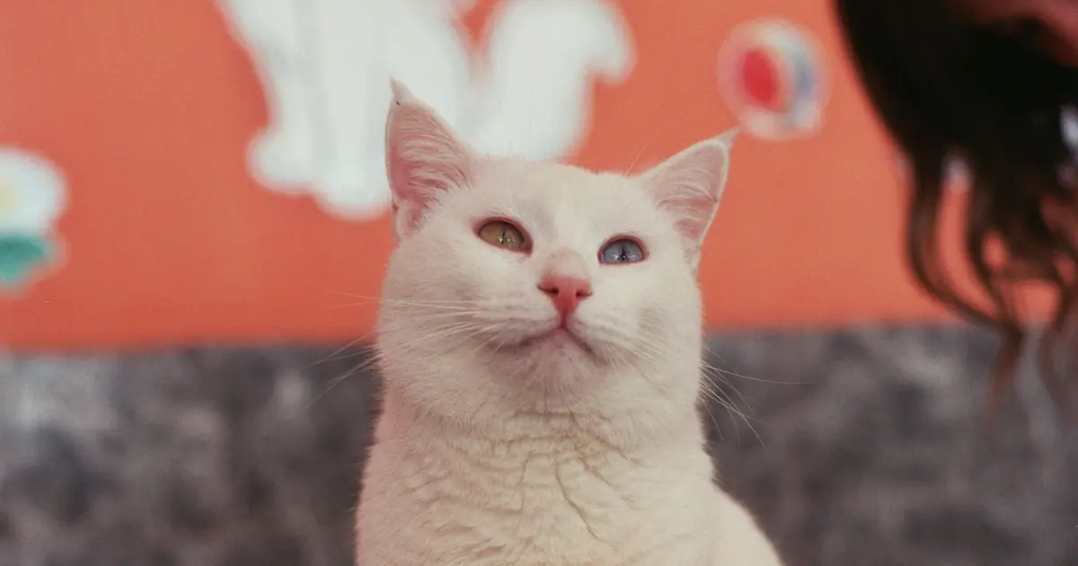 LaPerm Cat