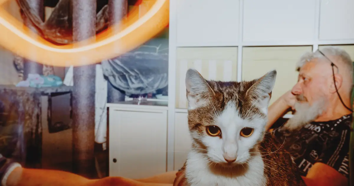 when is a cat considered a senior