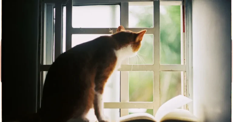 what does cat vision look like