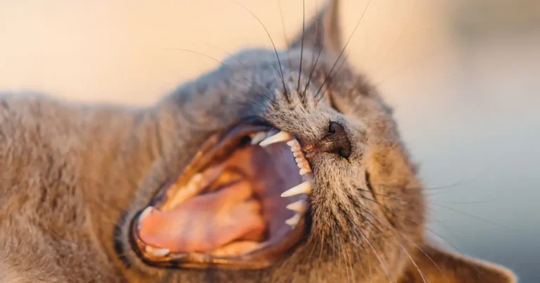 why is my cat wheezing