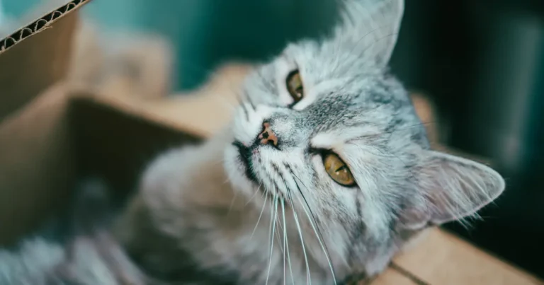 how many litter boxes per cat