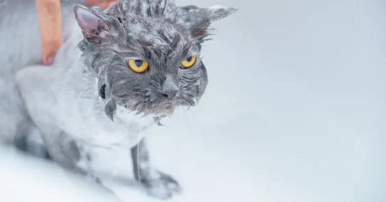 how to bathe a cat that hates water