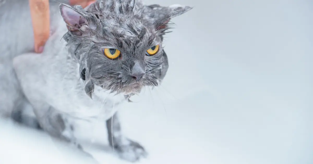 how to bathe a cat that hates water