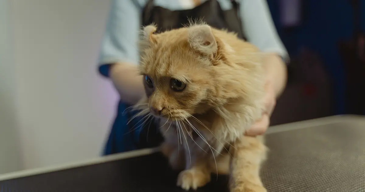 how much does it cost to euthanize a cat