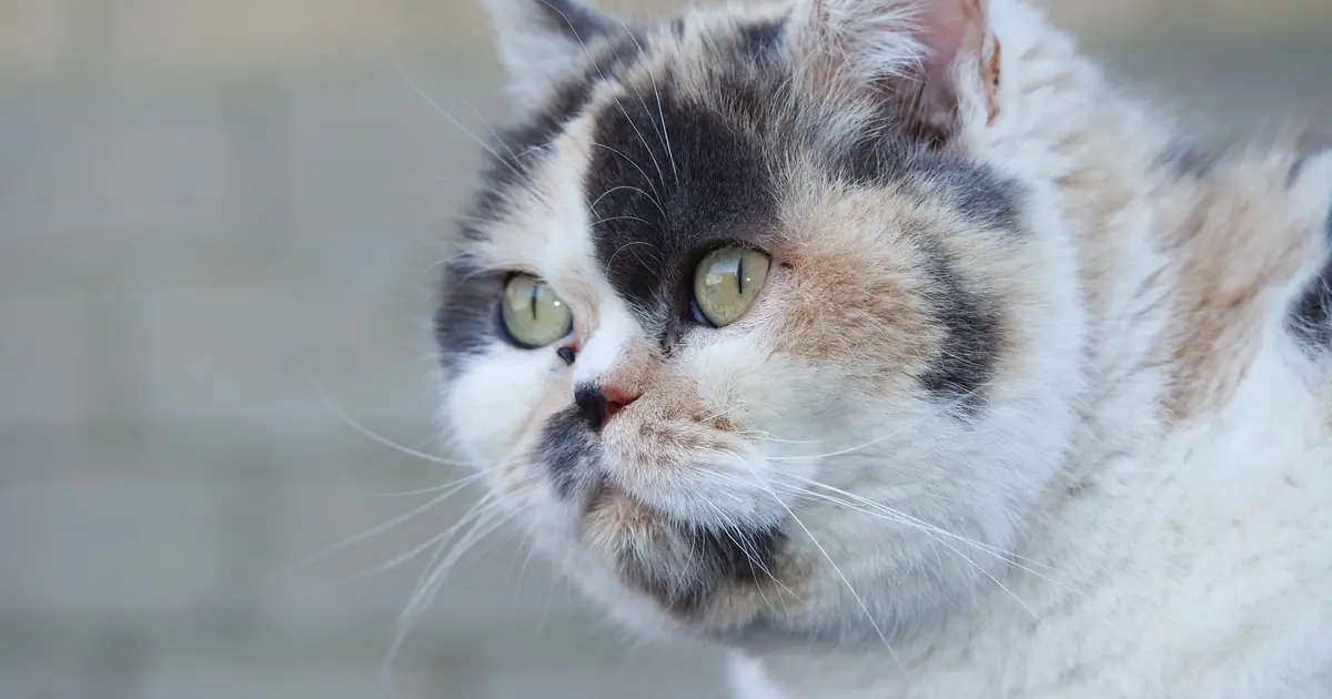 what is the rarest cat breed