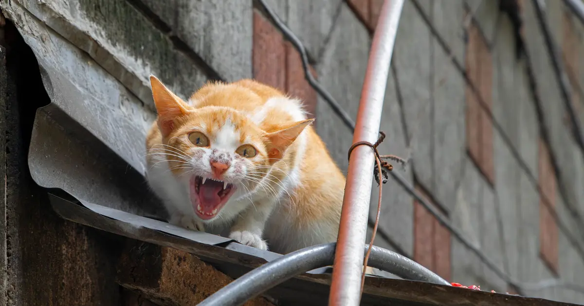 how to tell if a cat has rabies