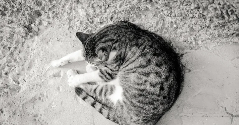 why is my cat sleeping so much