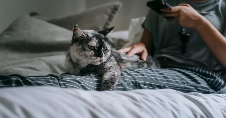 why does my cat follow me everywhere