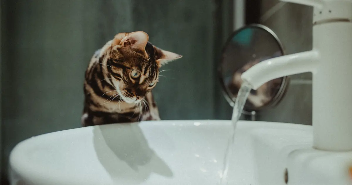 a Bengal cat