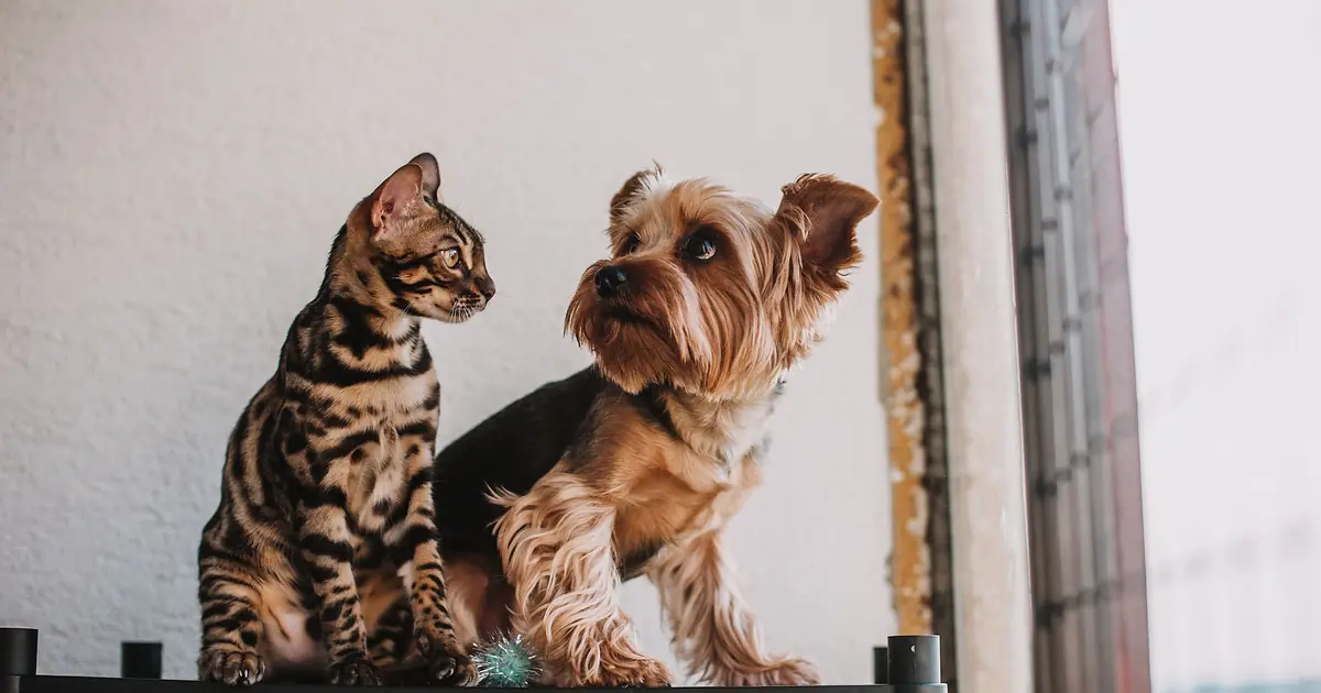 a dog and a cat together indoors