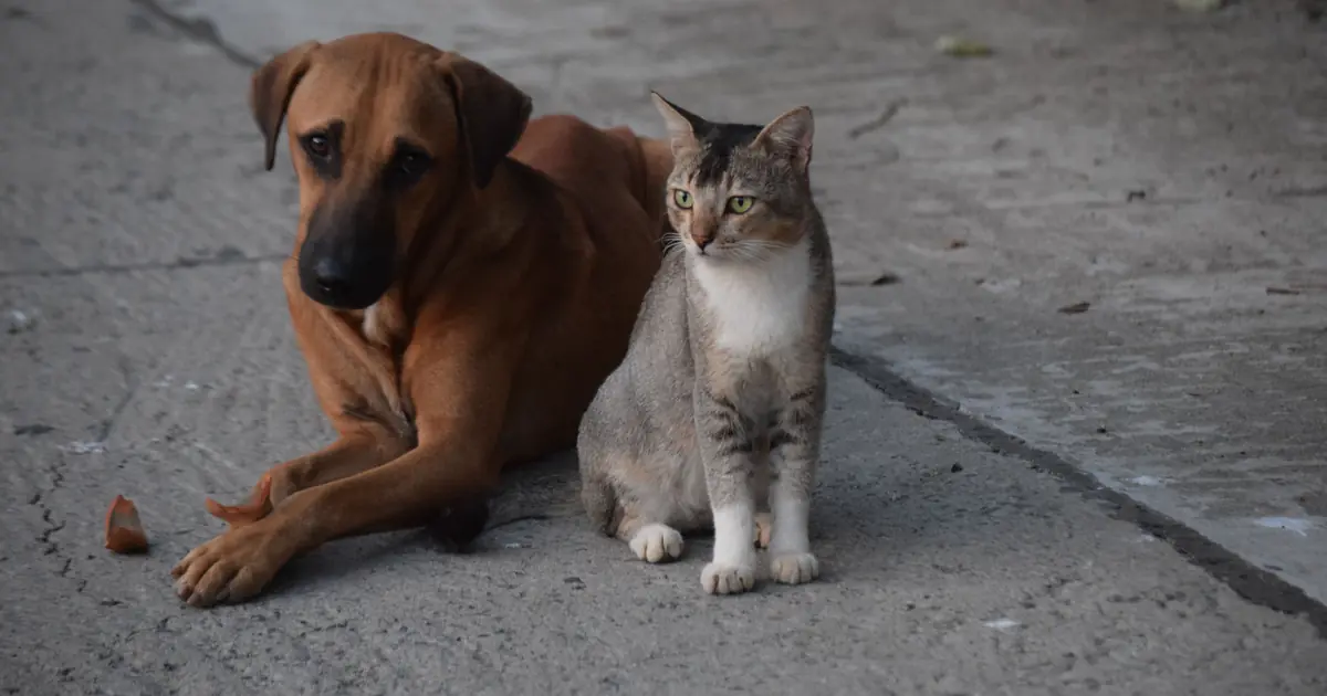 a cat and a dog lying next to each other