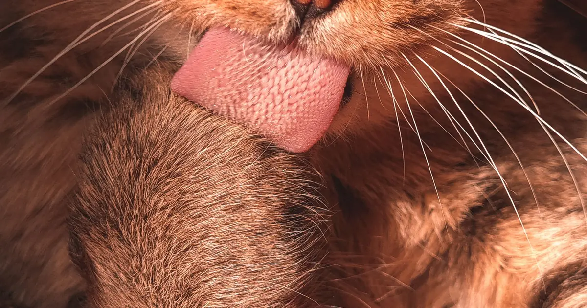 a cat licking to groom itself