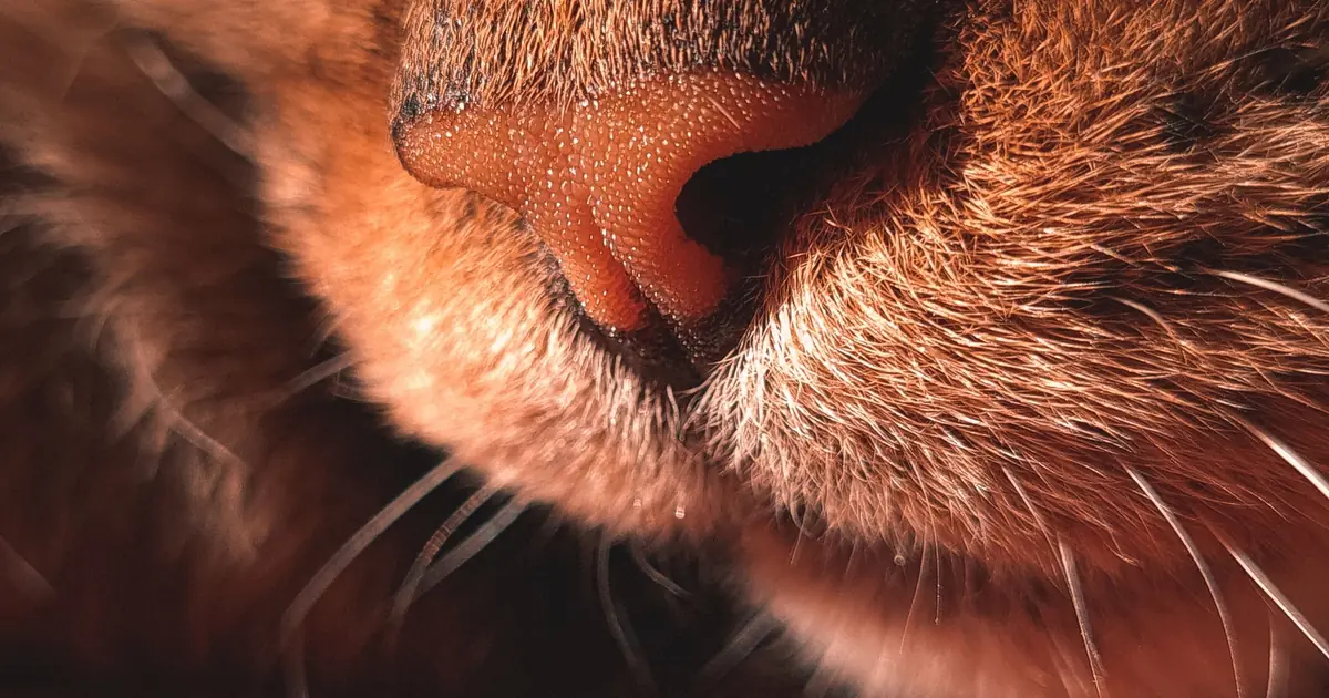 a close up of a cat lips and whiskers