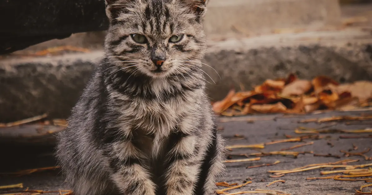 a cat outdoors by a street