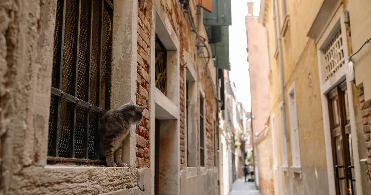 a cat balancing on a narrow ledge