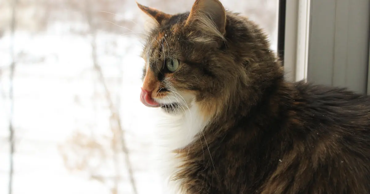 a cat licking a glass window
