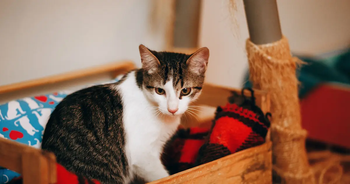 a cat sitting by a litter box
