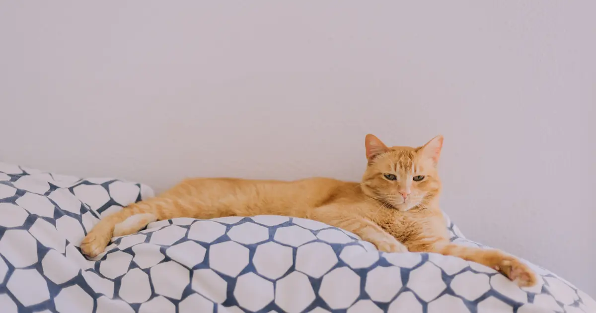 how to get cat pee out of mattress