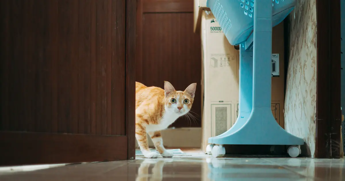how to tell if cat has uti