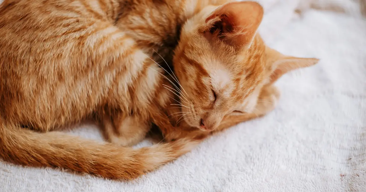 a kitten sleeping curled up peacefully