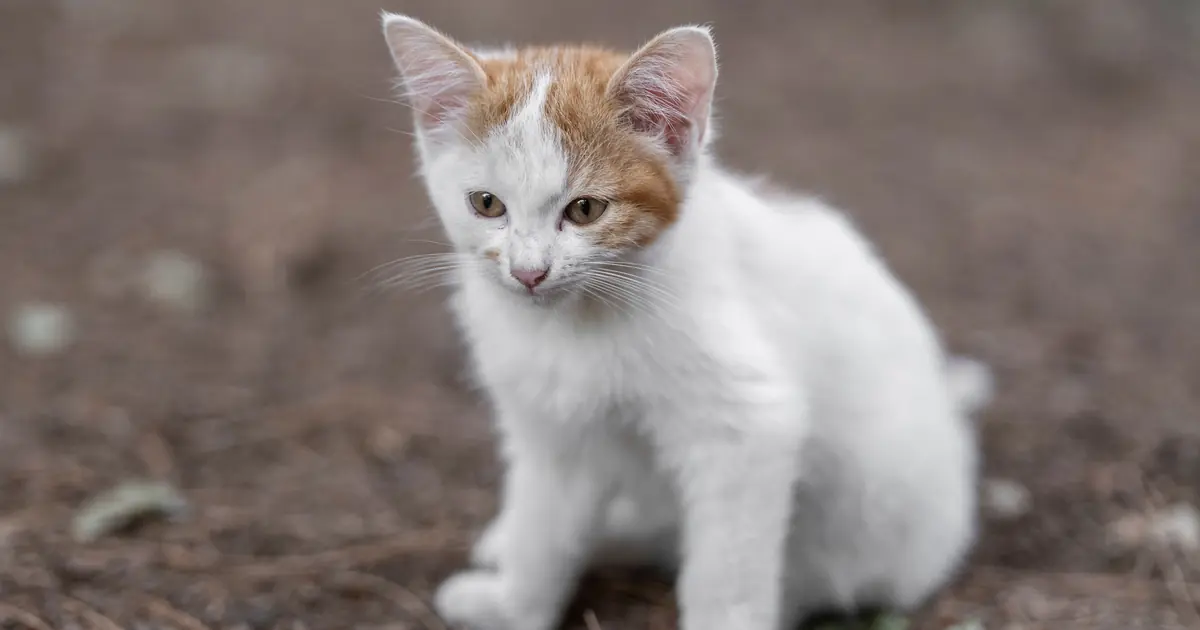 a kitten sitting in a small litter tray