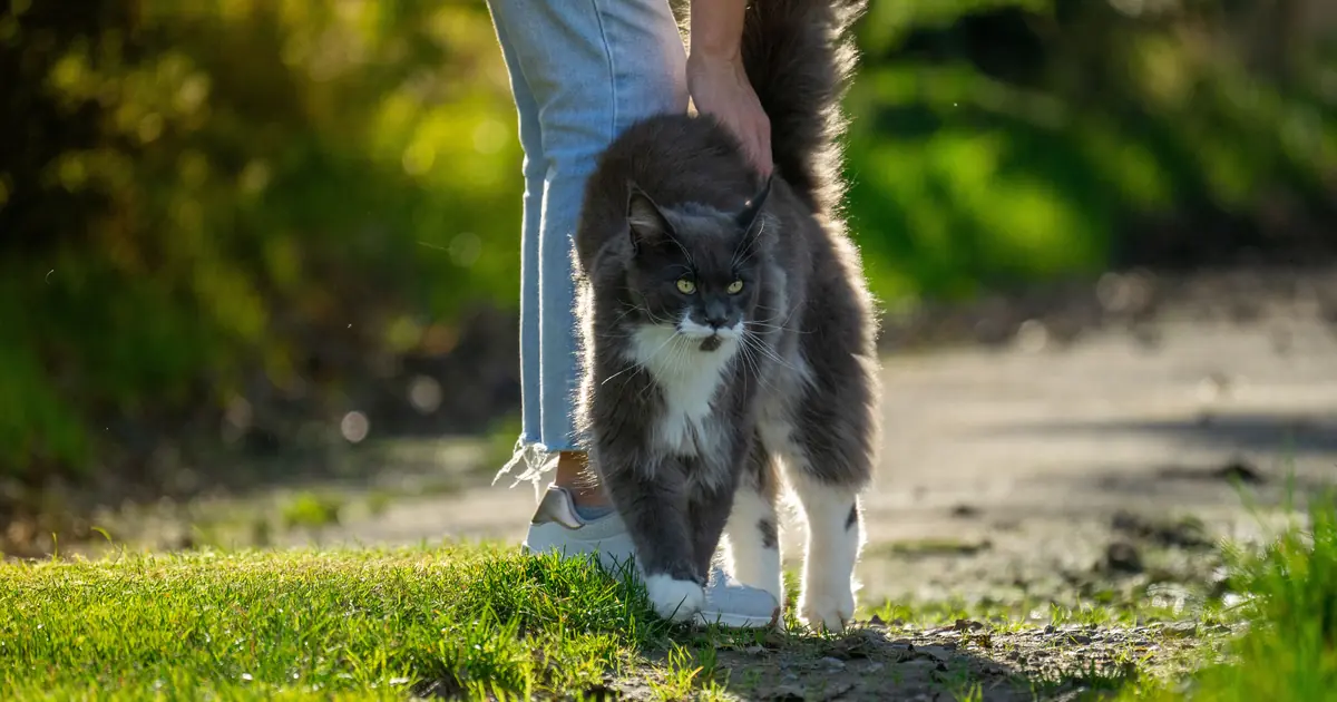 a Maine Coon cat walking