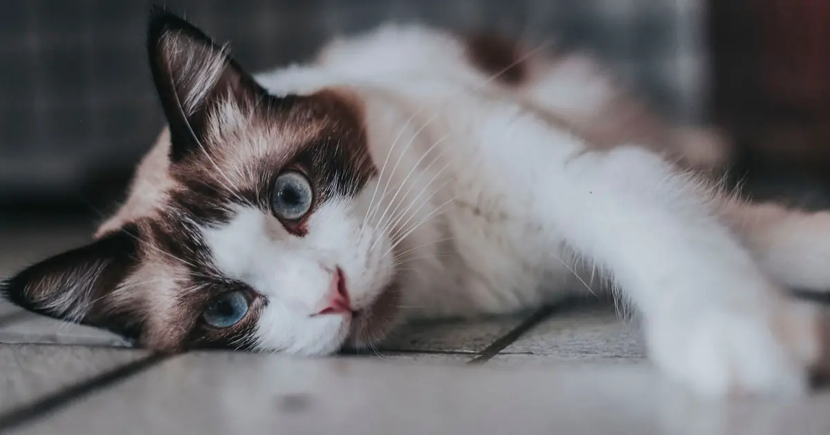 a Ragdoll cat lying down close up