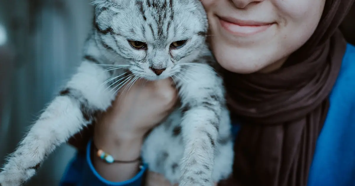 an older cat being petted on a lap