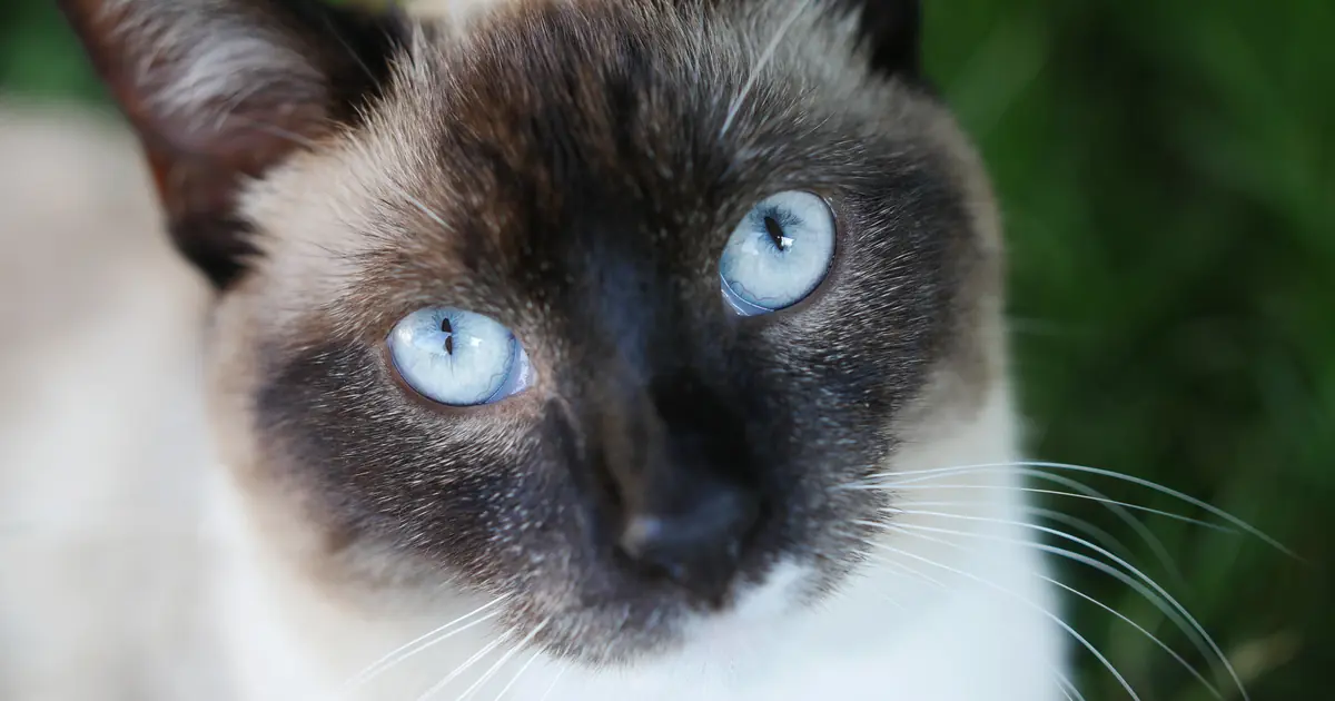 a Siamese cat with dark points and blue eyes