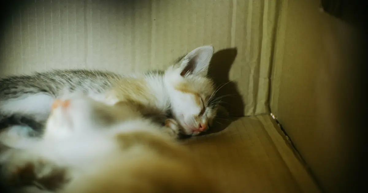 a kitten in a litter box