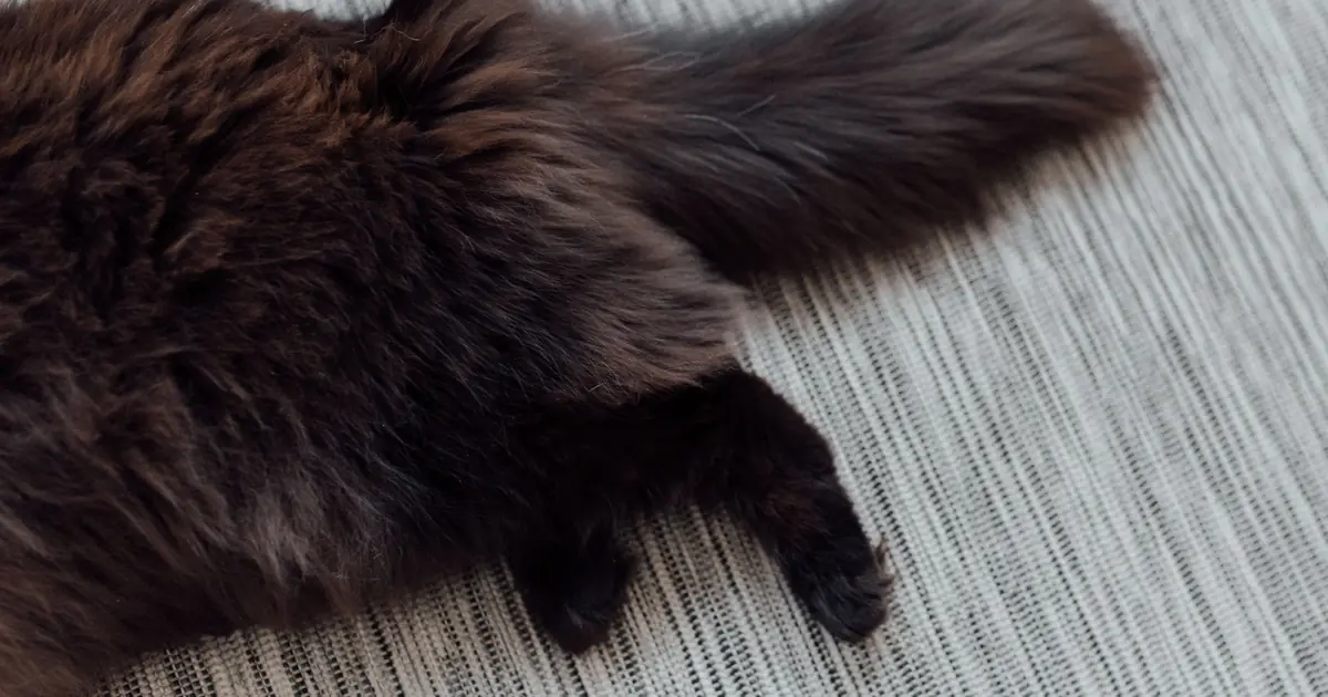 close up of fluffy cat fur