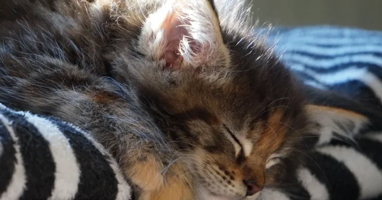 a sleeping kitten