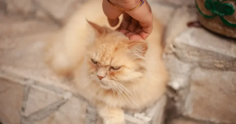why does my cat bite me when i pet her
