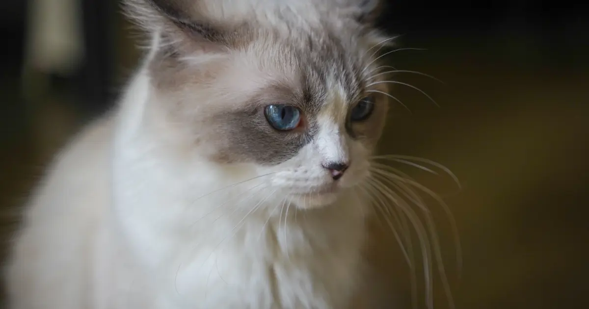 a Ragdoll cat
