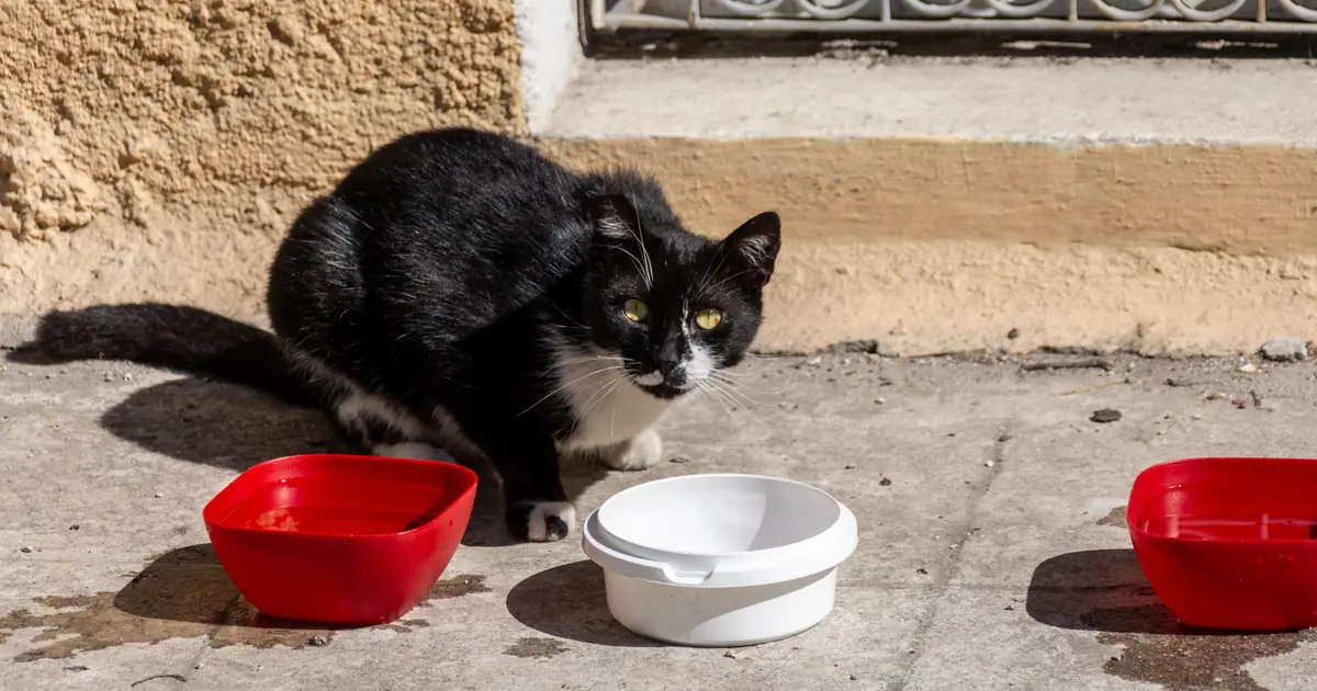 why is my cat always hungry